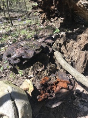 Agaricomycetes