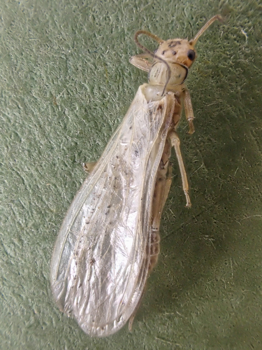 Mountain Sallfly (Sweltsa fidelis) · iNaturalist