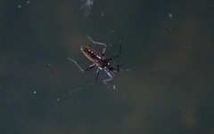Plesiovelia