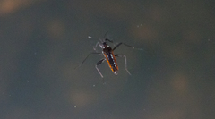 Plesiovelia
