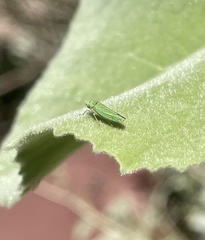 Graphocephala cythura