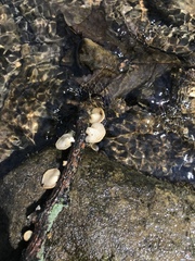 Agaricomycetes