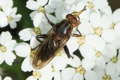 Hammerschmidtia rufa