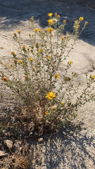 Heterotheca cinerascens