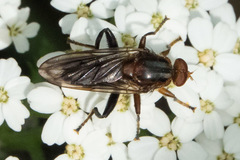 Hammerschmidtia rufa