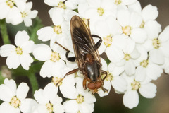 Hammerschmidtia rufa