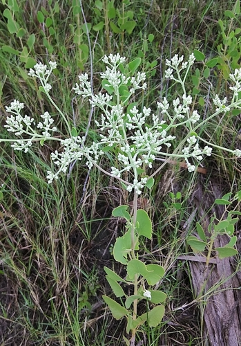Semaphore thoroughwort (Eupatorium mikanioides)