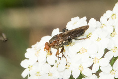 Hammerschmidtia rufa
