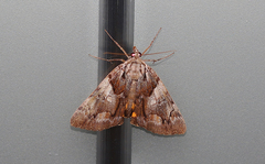 Catocala blandula