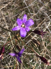 Brodiaea kinkiensis