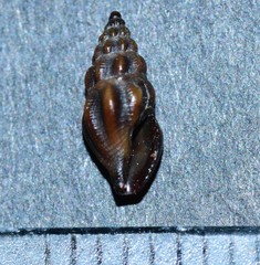 Bela fuscata
