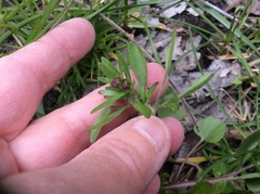 Ranunculus micranthus