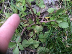 Ranunculus micranthus