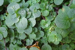 Chrysosplenium oppositifolium