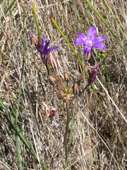 Brodiaea kinkiensis