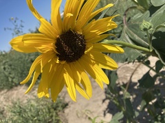 Helianthus annuus