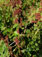 Rumex obtusifolius