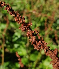 Rumex obtusifolius
