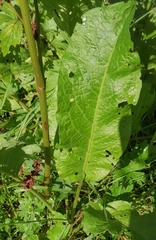 Rumex obtusifolius