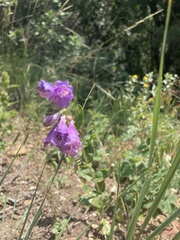 Penstemon glaber alpinus