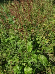 Rumex obtusifolius
