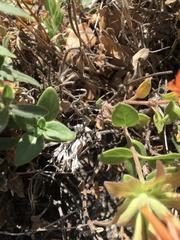 Monardella macrantha macrantha