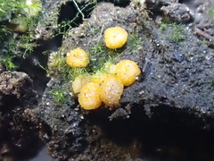 Ramsbottomia asperior