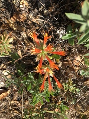Monardella macrantha macrantha