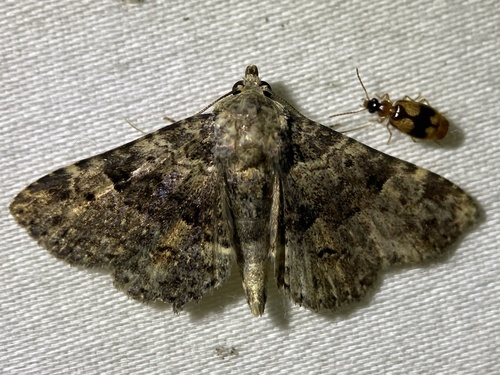 Common Fungus Moth photo 6