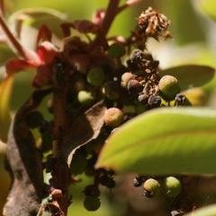 Arbutus bicolor