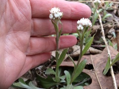 Antennaria parlinii fallax