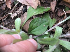 Antennaria parlinii fallax