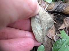 Antennaria parlinii fallax
