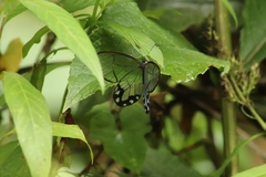 Pseudohaetera hypaesia