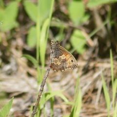Paramacera xicaque xicaque