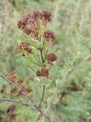 Spiraea crenata