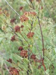 Spiraea crenata