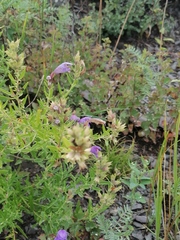 Dracocephalum peregrinum