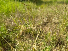 Bromus arvensis