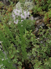 Veronica pinnata