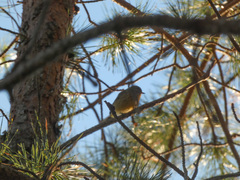 Setophaga discolor