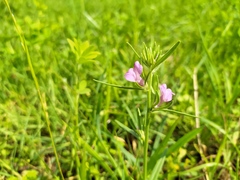 Misopates orontium orontium