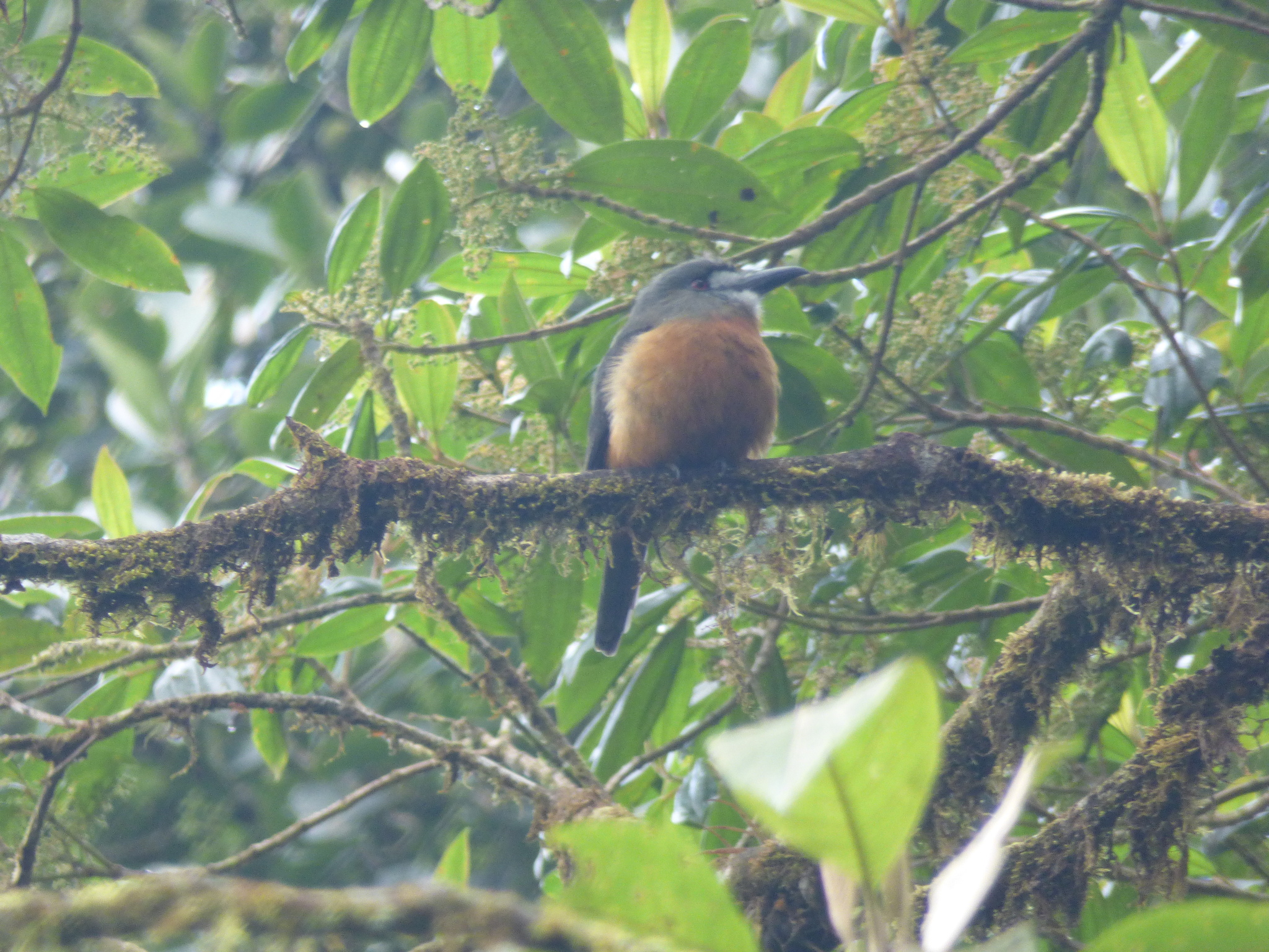 White-faced Nunbird (Hapaloptila castanea), photo 8