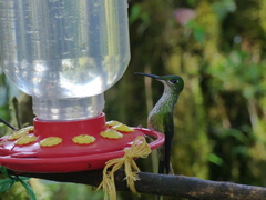 Heliodoxa imperatrix