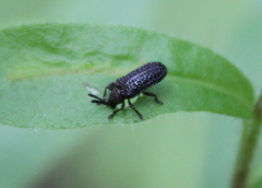 Microrhopala excavata