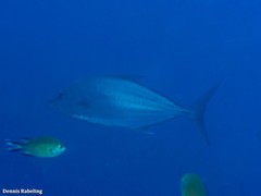 Seriola rivoliana