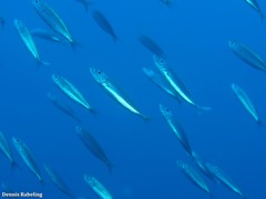 Trachurus picturatus