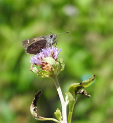 Callimormus saturnus