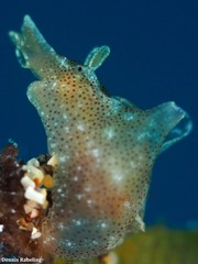Aplysia punctata