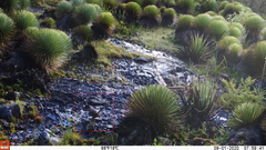 Thryophilus pleurostictus